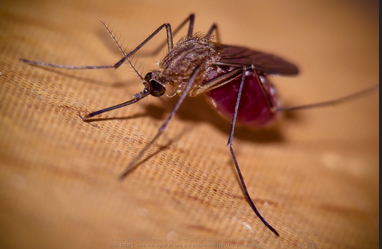 mosquitos_picadas_1