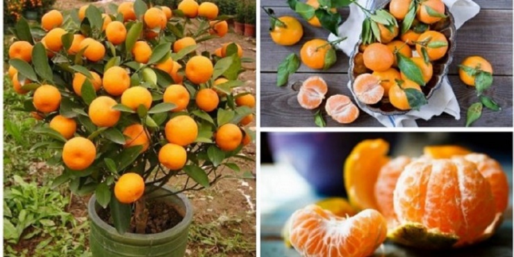 como_cultivar_tangerina_-_laranja-cravo