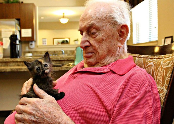 retirement-home-shelter-cats-3