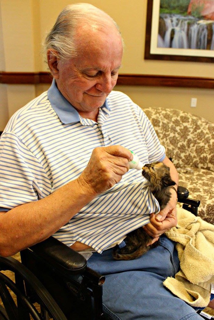 retirement-home-shelter-cats-4