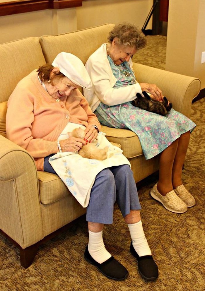 retirement-home-shelter-cats-7