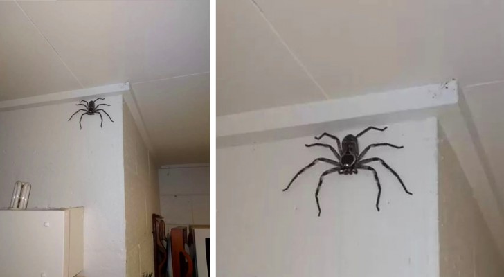 eles-encontram-uma-aranha-gigante-em-casa-e-deixam-na-estar-ao-fim-de-1-anos-ela-ja-faz-parte-da-familia