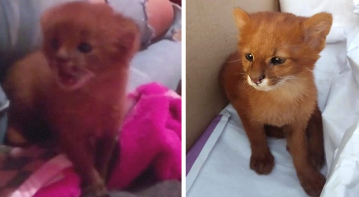 mulher-salva-e-adota-um-gatinho-abandonado-meses-depois-descobre-que-se-tratava-de-um-puma