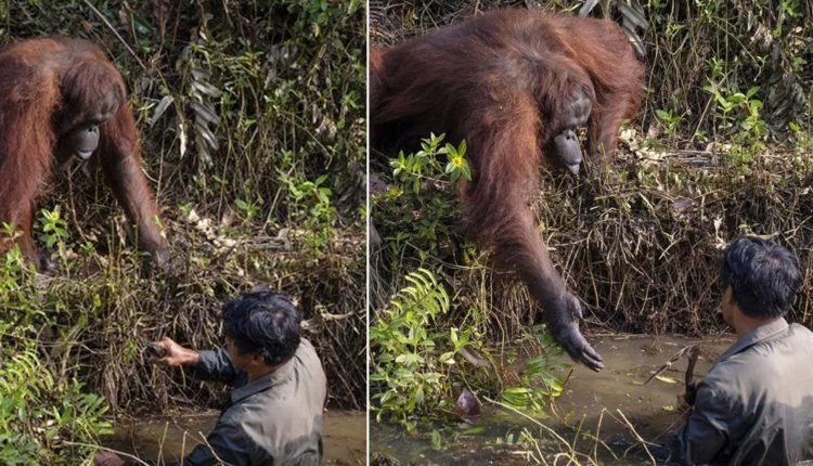 orangotango-estende-a-mao-para-ajudar-homem-em-aguas-repletas-de-cobras-num-incrivel-momento-de-compaixao