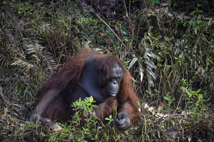 orangotango-estende-a-mao-para-ajudar-homem-em-aguas-repletas-de-cobras-num-incrivel-momento-de-compaixao1