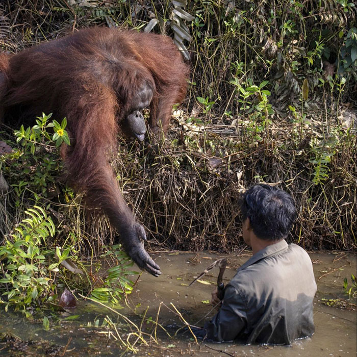 orangotango-estende-a-mao-para-ajudar-homem-em-aguas-repletas-de-cobras-num-incrivel-momento-de-compaixao3