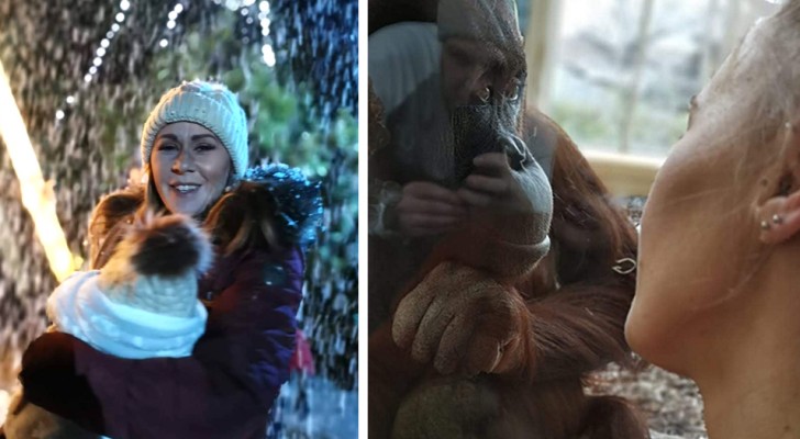 uma-femea-de-orangotango-aproximou-se-de-uma-mulher-que-estava-a-amamentar-o-seu-filho-identificando-se-com-ela